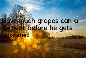 How much grapes can a dog eat before he gets poisoned?