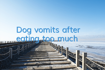 Dog vomits after eating too much