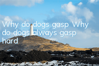 Why do dogs gasp? Why do dogs always gasp hard?