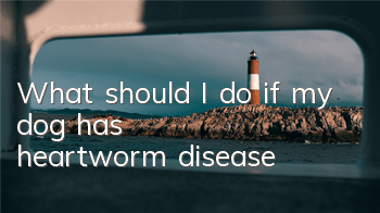 TWhat should I do if my dog ​​has heartworm disease?