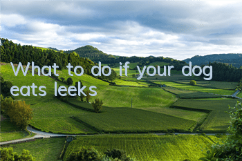 What to do if your dog eats leeks