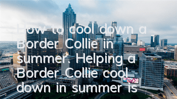 How to cool down a Border Collie in summer. Helping a Border Collie cool down in summer is more effective than shaving it!