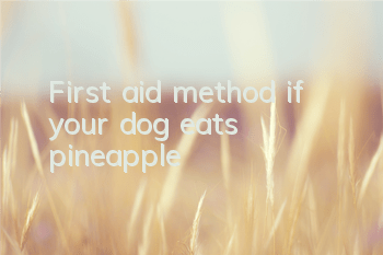 First aid method if your dog eats pineapple