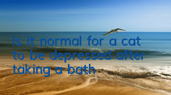 Is it normal for a cat to be depressed after taking a bath?