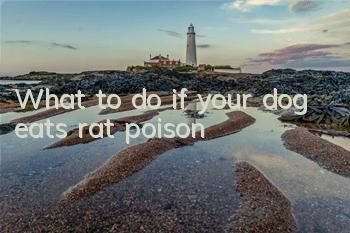 What to do if your dog eats rat poison?