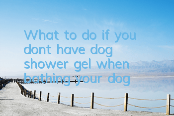 TWhat to do if you don’t have dog shower gel when bathing your dog?