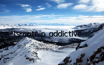 Is catnip addictive?
