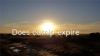 Does catnip expire?