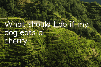 What should I do if my dog ​​eats a cherry?