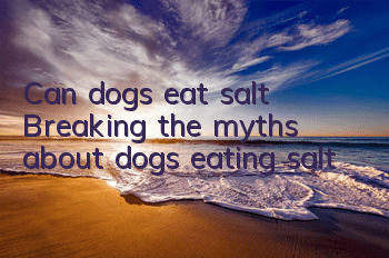 Can dogs eat salt? Breaking the myths about dogs eating salt