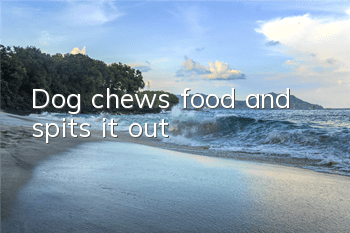 Dog chews food and spits it out