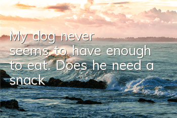My dog ​​never seems to have enough to eat. Does he need a snack?