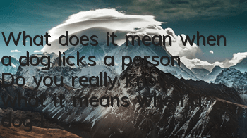 What does it mean when a dog licks a person? Do you really know what it means when a dog licks a person?