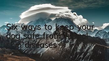 Six ways to keep your dog safe from fungal skin diseases