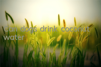 Can dogs drink coconut water?
