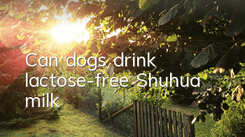 Can dogs drink lactose-free Shuhua milk?
