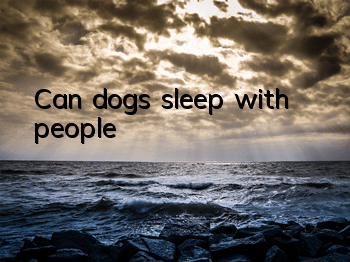 Can dogs sleep with people?