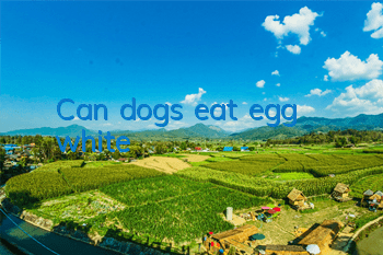Can dogs eat egg white?