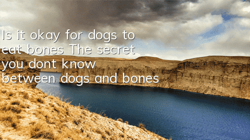 Is it okay for dogs to eat bones? The secret you don’t know between dogs and bones