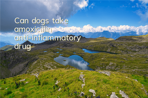 Can dogs take amoxicillin anti-inflammatory drug?