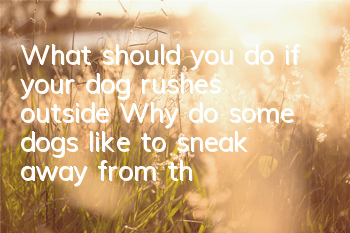 What should you do if your dog rushes outside? Why do some dogs like to sneak away from their owners when they go out?
