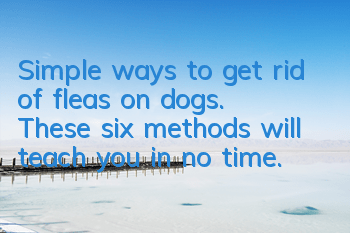 Simple ways to get rid of fleas on dogs. These six methods will teach you in no time.