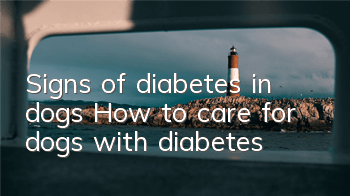 Signs of diabetes in dogs How to care for dogs with diabetes