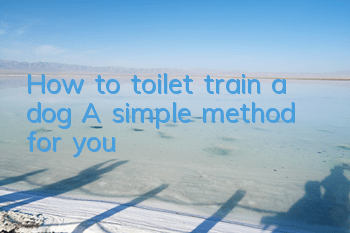 THow to toilet train a dog? A simple method for you!