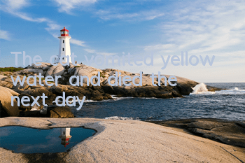 The cat vomited yellow water and died the next day