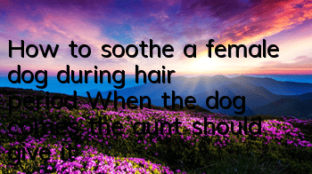 How to soothe a female dog during hair period? When the dog comes, the aunt should give it special care.