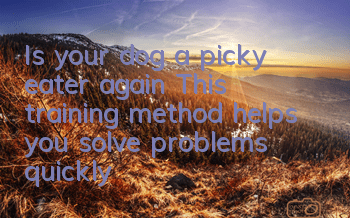 Is your dog a picky eater again? This training method helps you solve problems quickly!