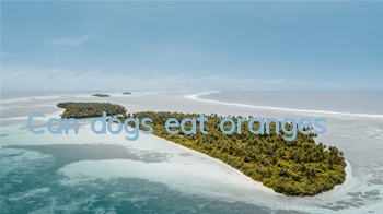 Can dogs eat oranges?