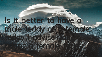 Is it better to have a male teddy or a female teddy? I advise you to adopt a female teddy.