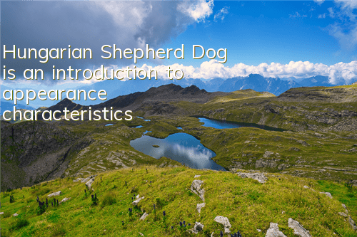 Hungarian Shepherd Dog is an introduction to appearance characteristics