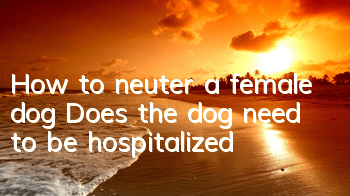 How to neuter a female dog? Does the dog need to be hospitalized?