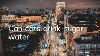 TCan cats drink sugar water?