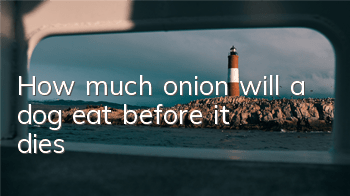 THow much onion will a dog eat before it dies?