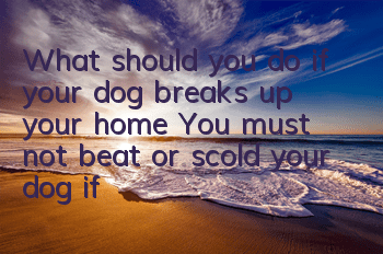What should you do if your dog breaks up your home? You must not beat or scold your dog if your dog is tearing your home apart.