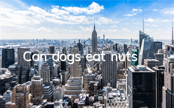 Can dogs eat nuts?