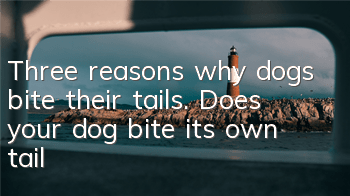 Three reasons why dogs bite their tails. Does your dog bite its own tail?