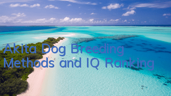Akita Dog Breeding Methods and IQ Ranking