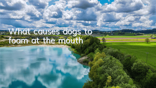What causes dogs to foam at the mouth?