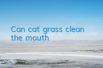Can cat grass clean the mouth?