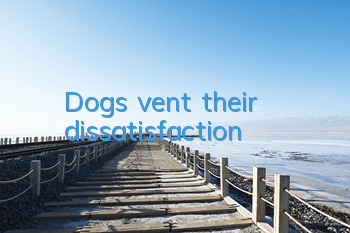 Dogs vent their dissatisfaction