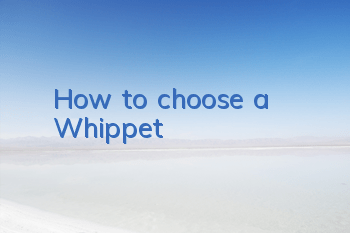 THow to choose a Whippet