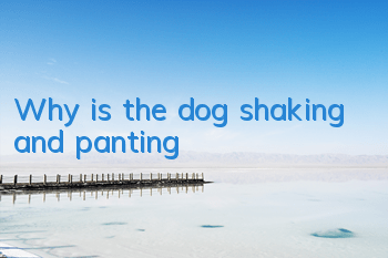 Why is the dog shaking and panting?