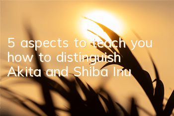 5 aspects to teach you how to distinguish Akita and Shiba Inu!