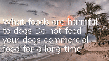 What foods are harmful to dogs? Do not feed your dogs commercial food for a long time