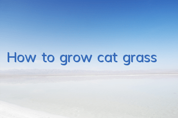 How to grow cat grass
