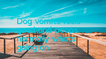 TDog vomits, feels good, and poops normally, what's going on?